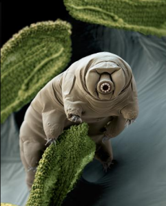 tardigrade