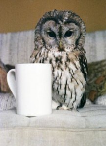 coffee-owl