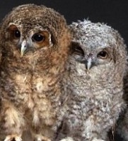 cropped-owl-row