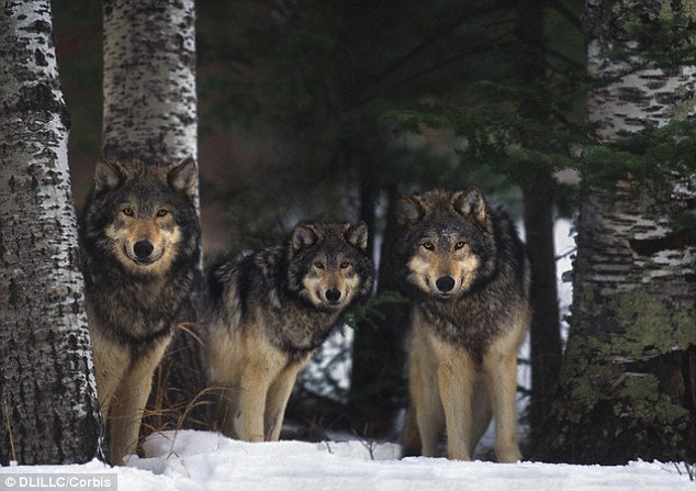 2F6BAD7900000578-3362255-Scientists_examined_the_DNA_of_wolves_and_dogs_from_China_Africa-a-19_1450262962973