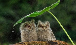 Owls-Indonesia-rain-653797