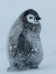 penguin-chick-snow-429770